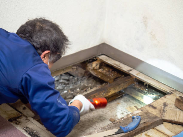 Best Mold Remediation  in New Burlington, OH