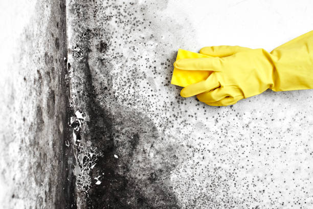Best Residential Mold Removal  in New Burlington, OH