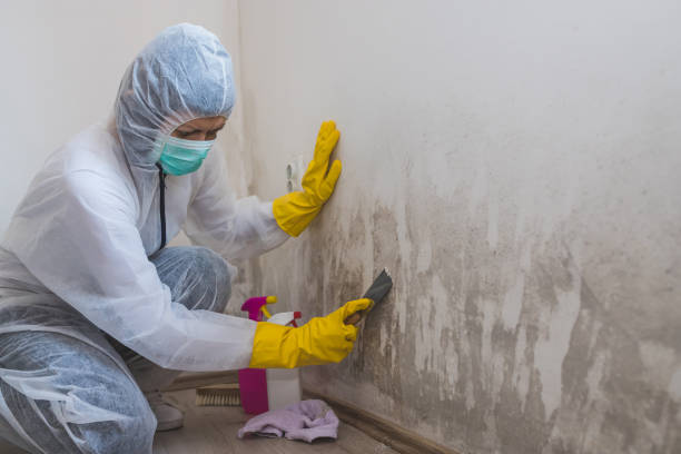 Best Commercial Mold Removal  in New Burlington, OH