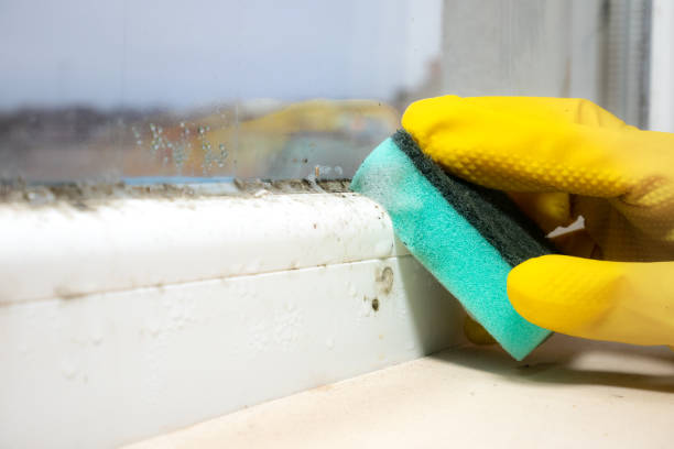 Office Mold Removal Services in New Burlington, OH