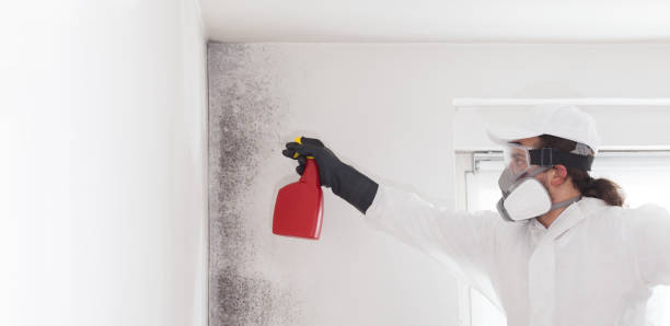 Best Fast Mold Removal  in New Burlington, OH