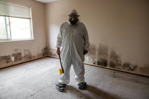 Best Local Mold Removal Service  in New Burlington, OH
