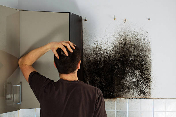 Best Mold Cleaning Services  in New Burlington, OH