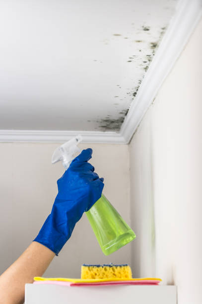 Reliable New Burlington, OH Mold Removal Solutions