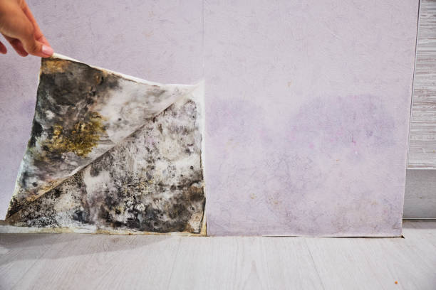 Best Crawl Space Mold Removal  in New Burlington, OH